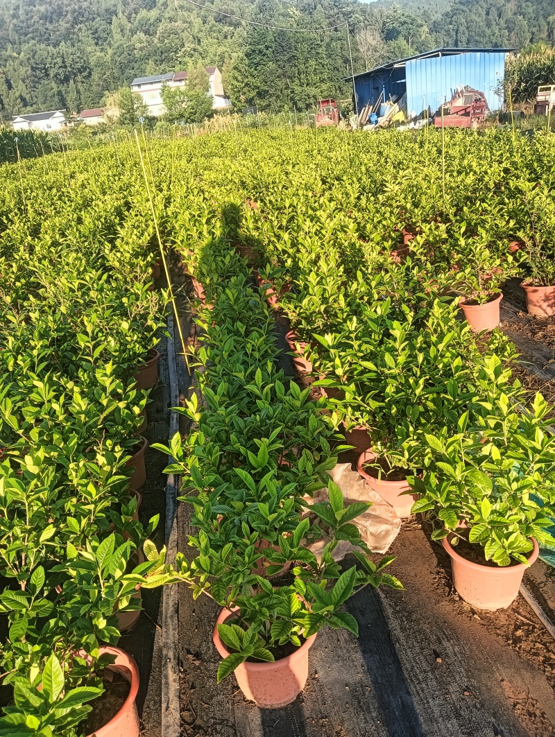 栀子花腾地处理