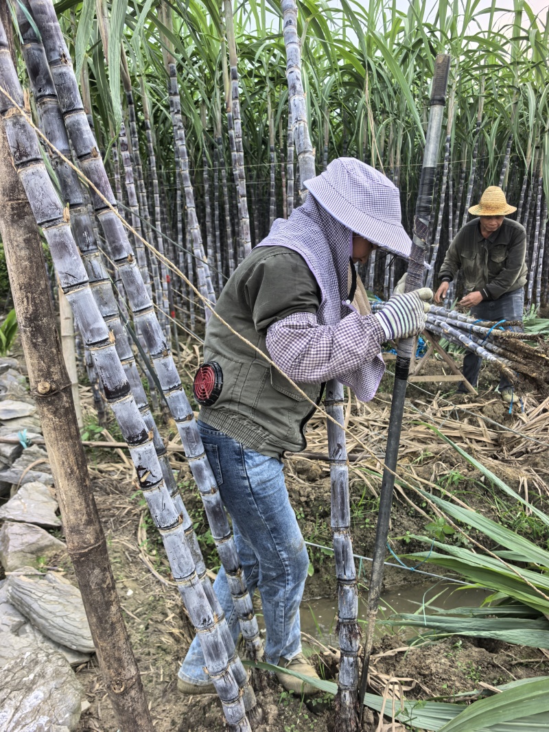 黑皮甘蔗.广西甘蔗.甘蔗桂二.免费提供回头车