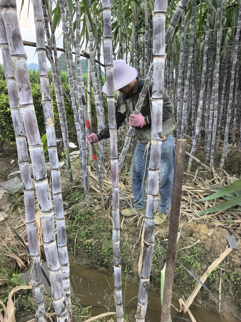 黑皮甘蔗.广西甘蔗.甘蔗桂二.免费提供回头车