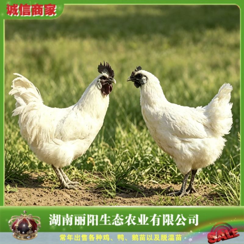 白乌鸡苗/白乌骨鸡苗/江山白鸡/雪峰乌鸡活苗/提供养殖技