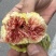 青皮无花果