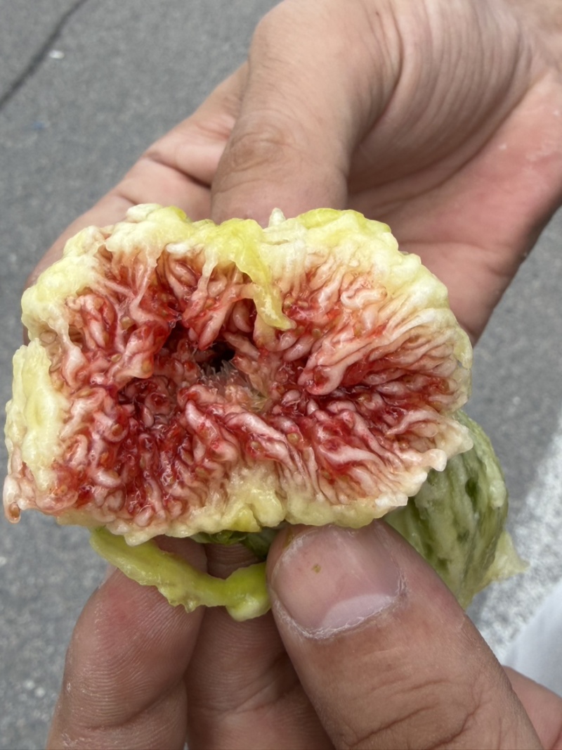 青皮无花果
