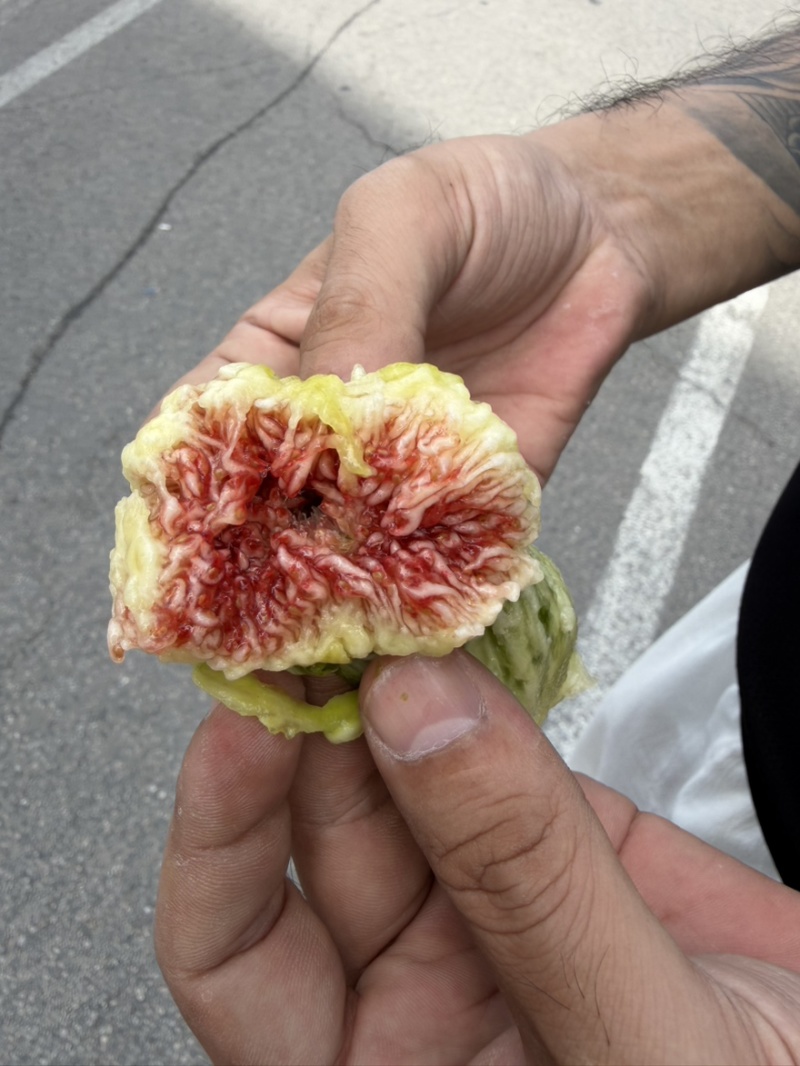 青皮无花果
