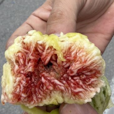 青皮无花果