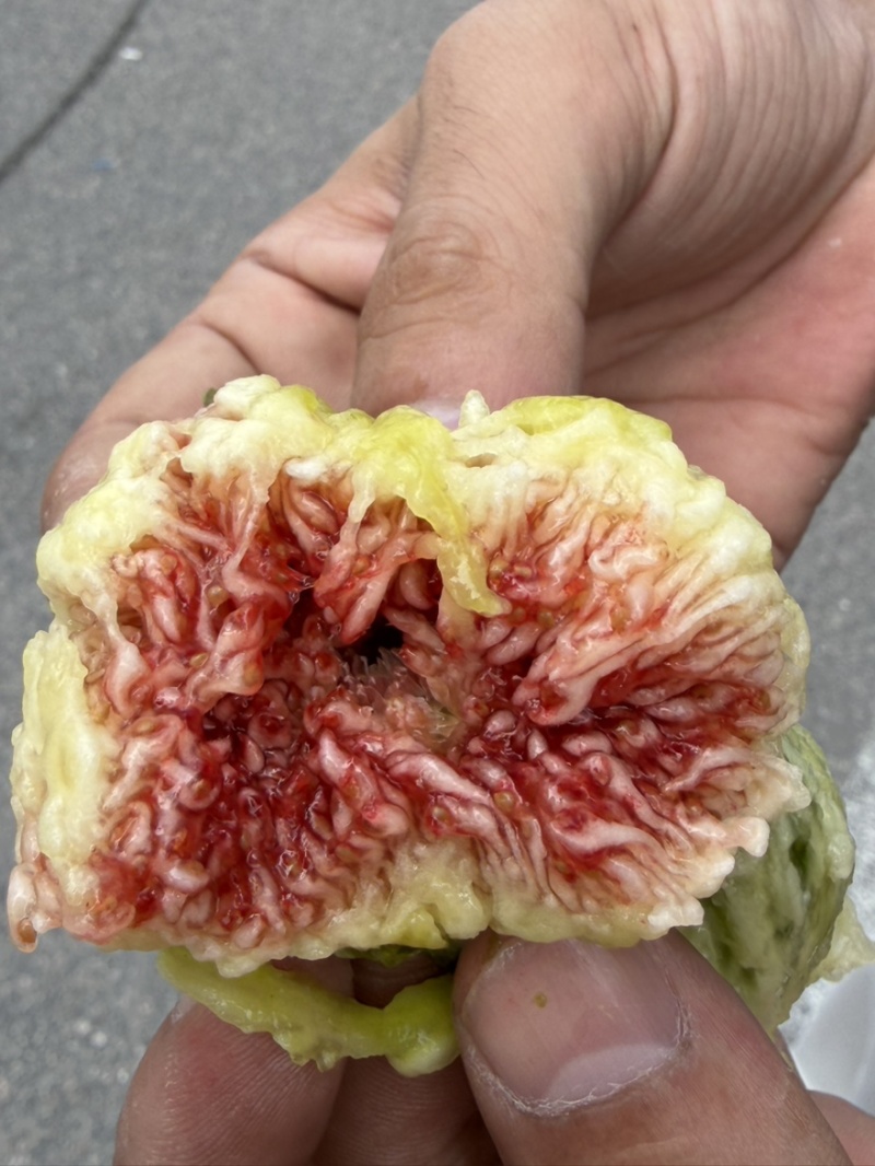 青皮无花果