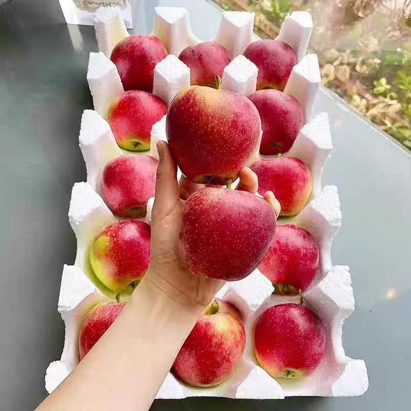 蒙阴鲁丽苹果，支持一件代发，对接各大电商平台，团购