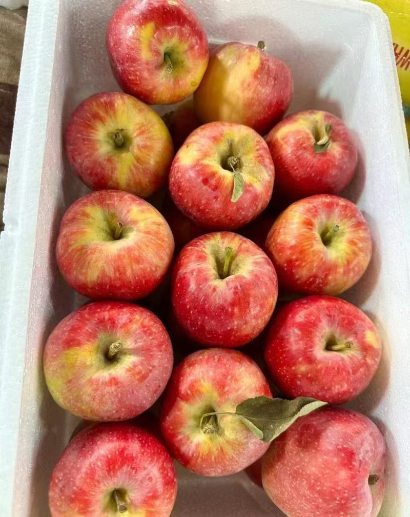 蒙阴鲁丽苹果，支持一件代发，对接各大电商平台，团购
