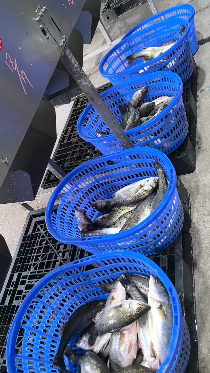 白蕉海鲈产地直供量大从优支持商超批发市场档口欢迎选购
