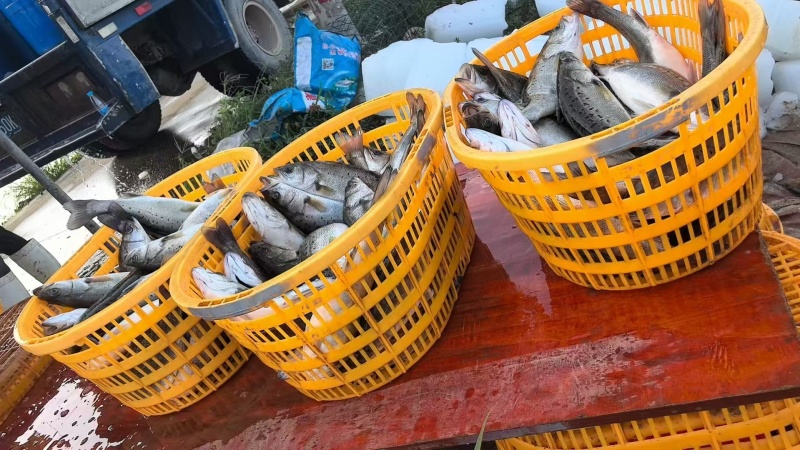 白蕉海鲈产地直供量大从优支持商超批发市场档口欢迎选购