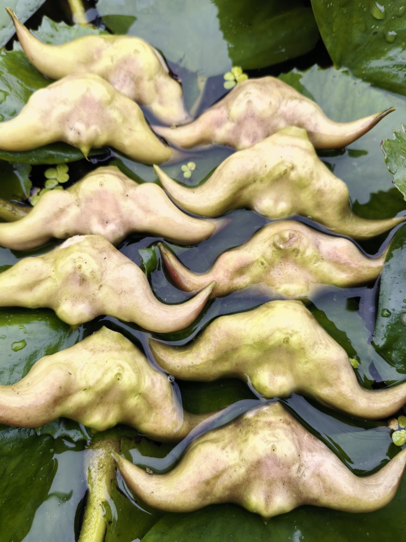嫩菱角，老菱角