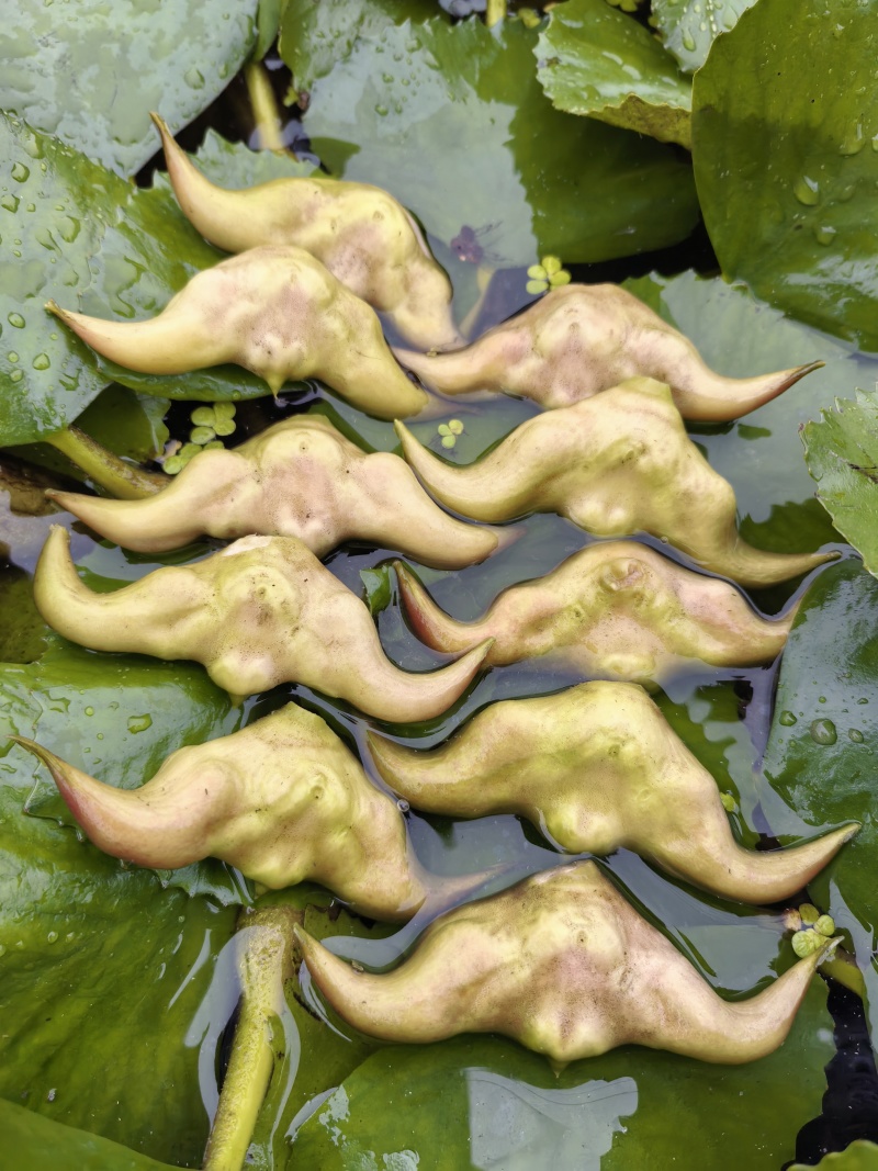 嫩菱角，老菱角
