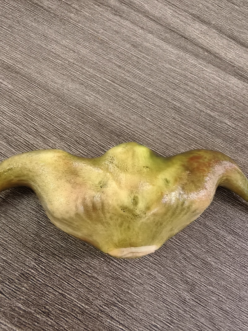 嫩菱角，老菱角