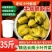 广西酸菜小叶酸芥菜腌制商用批发35斤装酸菜鱼专用