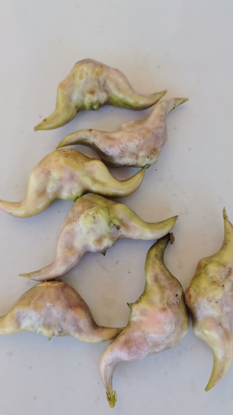 老菱角