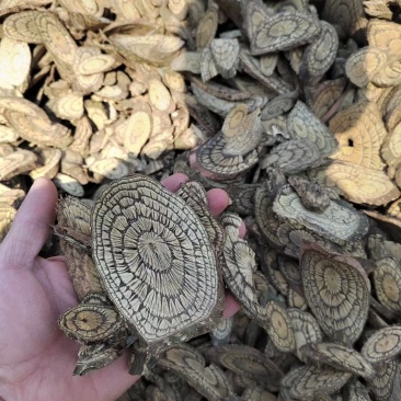 中药材麻骨风，买麻藤