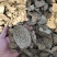 中药材麻骨风，买麻藤