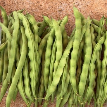 凉山大青豆大量上市，价格便宜，对接个大批发市场