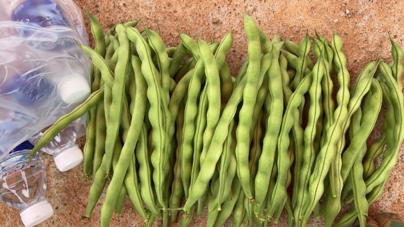 凉山大青豆大量上市，价格便宜，对接个大批发市场