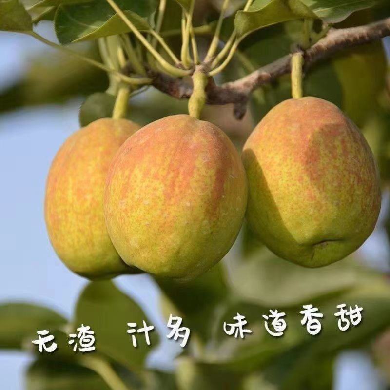 媚梨七号梨