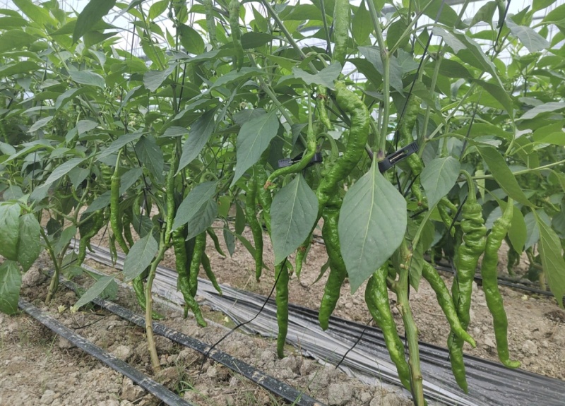 螺丝椒，条形漂亮，口感清脆，欢迎视频看货