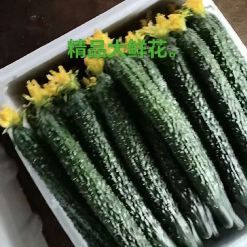 黄瓜/大量上市/价格优惠/保质保量/欢迎采购