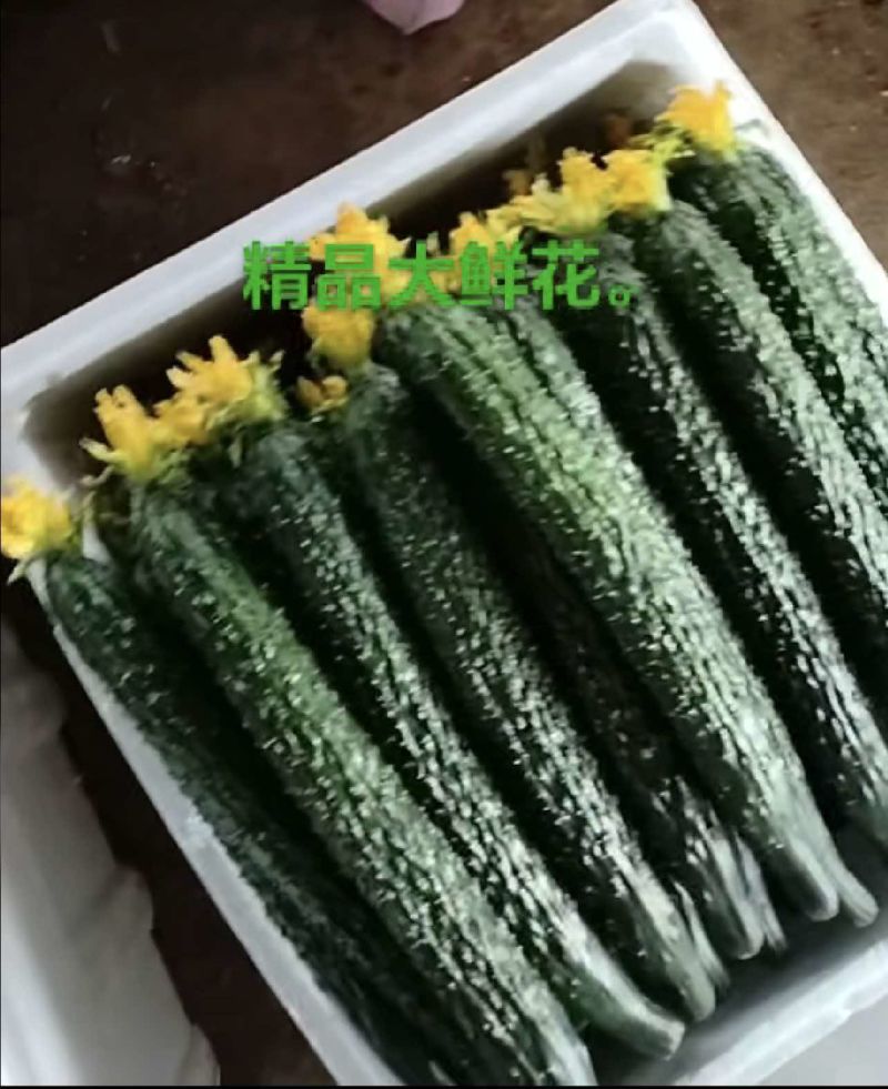 黄瓜/大量上市/价格优惠/保质保量/欢迎采购