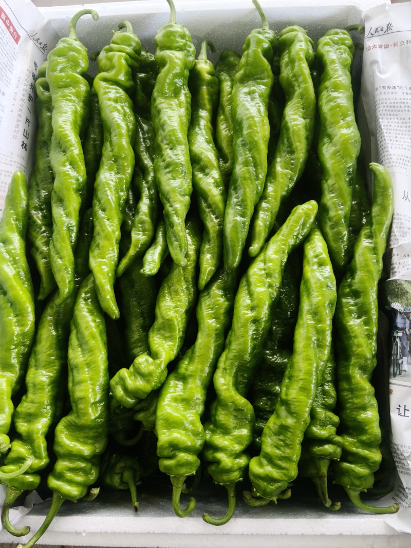 螺丝椒/薄皮椒/青皮椒/皱皮椒大量有货基地直供品质保证