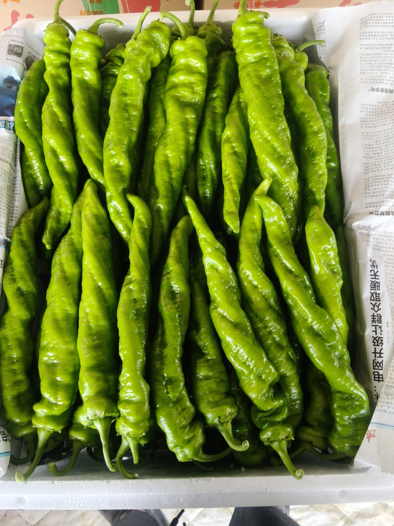 螺丝椒/薄皮椒/青皮椒/皱皮椒大量有货基地直供品质保证