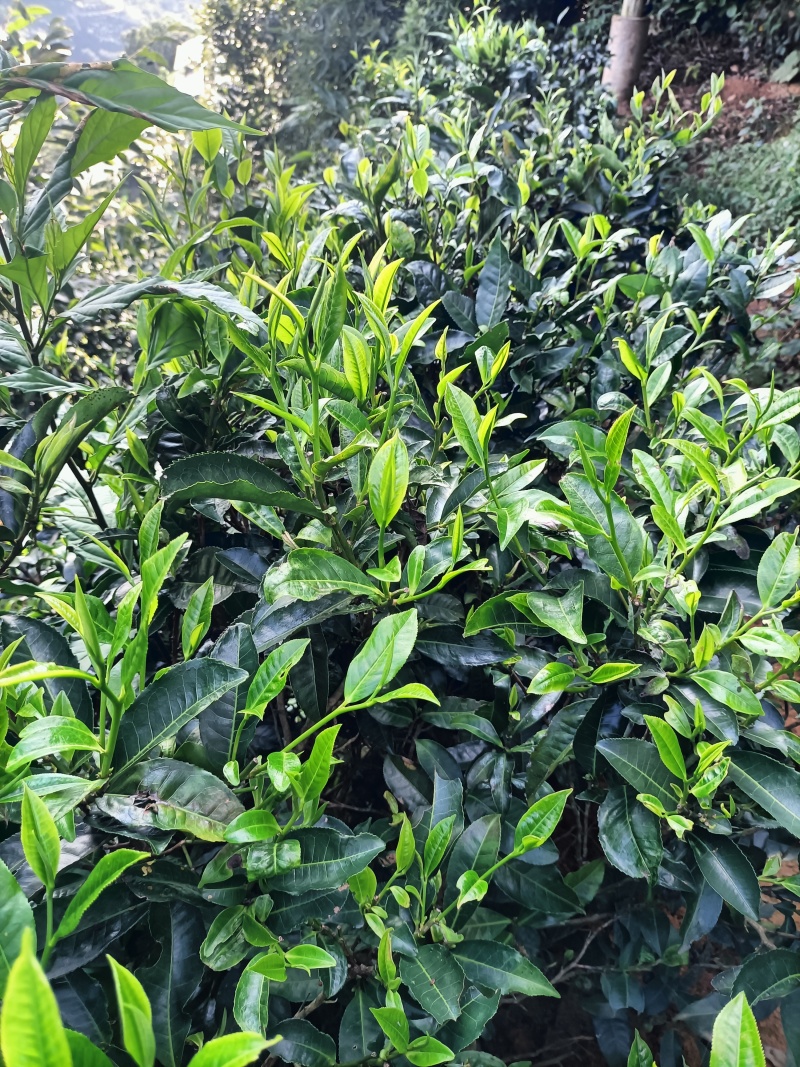 凤庆传统滇红毛峰红茶头春头采蜜香晒红
