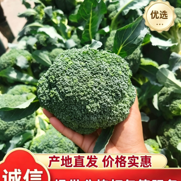 西兰花耐寒优秀绿宝石精品西兰花产地供应保质保量