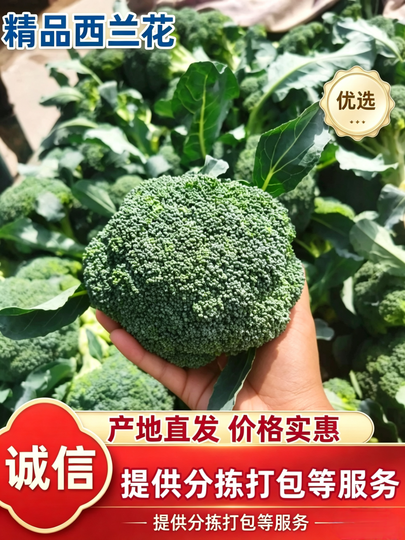 西兰花耐寒优秀绿宝石精品西兰花产地供应保质保量
