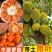 正宗嫁接苗印尼红红肉菠萝蜜树苗带土结果快四季开花地栽包邮