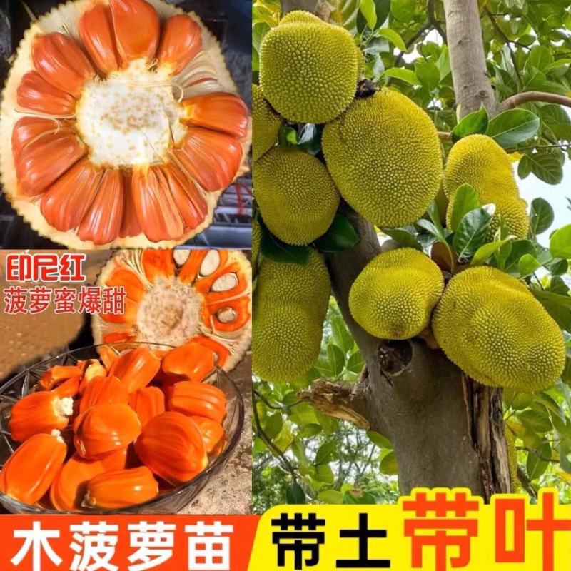 正宗嫁接苗印尼红红肉菠萝蜜树苗带土结果快四季开花地栽包邮
