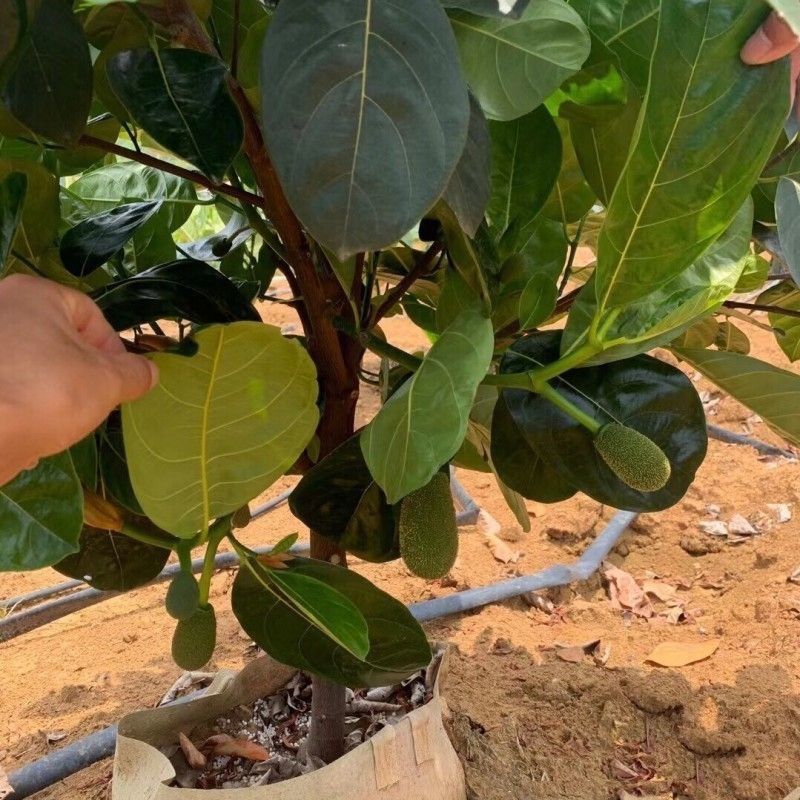 正宗嫁接苗印尼红红肉菠萝蜜树苗带土结果快四季开花地栽包邮