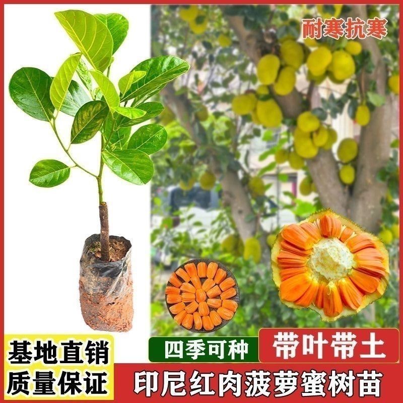 正宗嫁接苗印尼红红肉菠萝蜜树苗带土结果快四季开花地栽包邮
