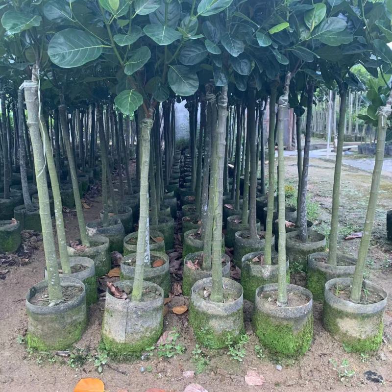 正宗嫁接苗印尼红红肉菠萝蜜树苗带土结果快四季开花地栽包邮