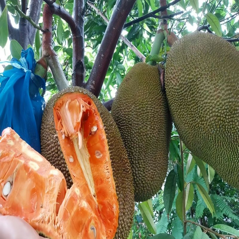 正宗嫁接苗印尼红红肉菠萝蜜树苗带土结果快四季开花地栽包邮