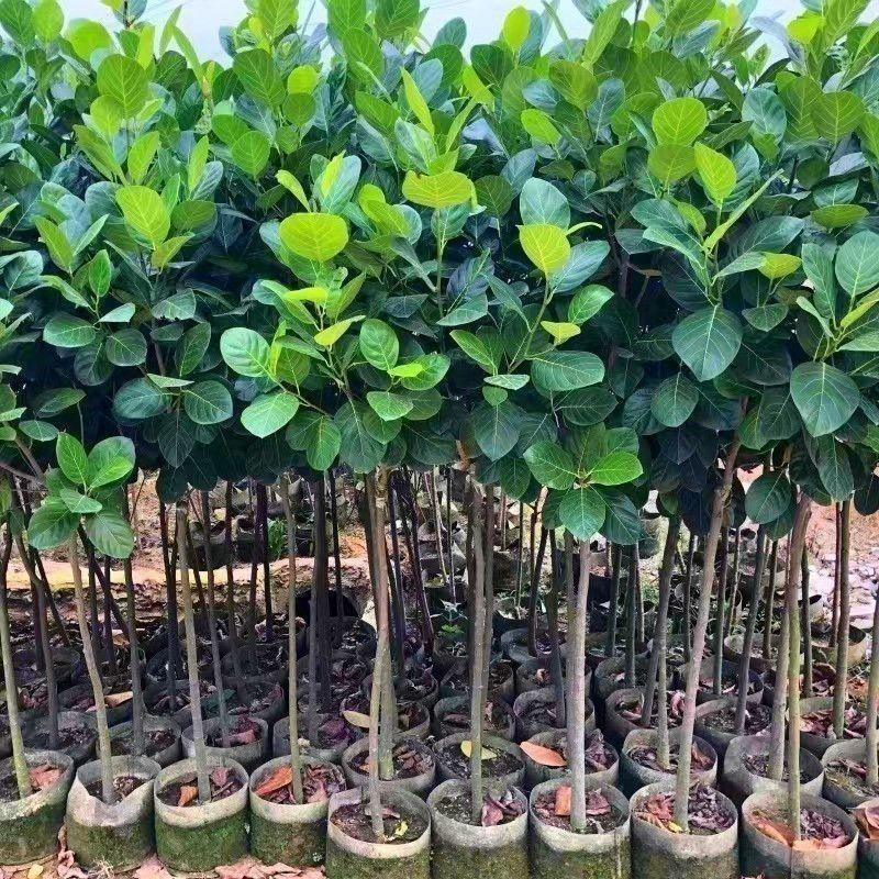 正宗嫁接苗印尼红红肉菠萝蜜树苗带土结果快四季开花地栽包邮