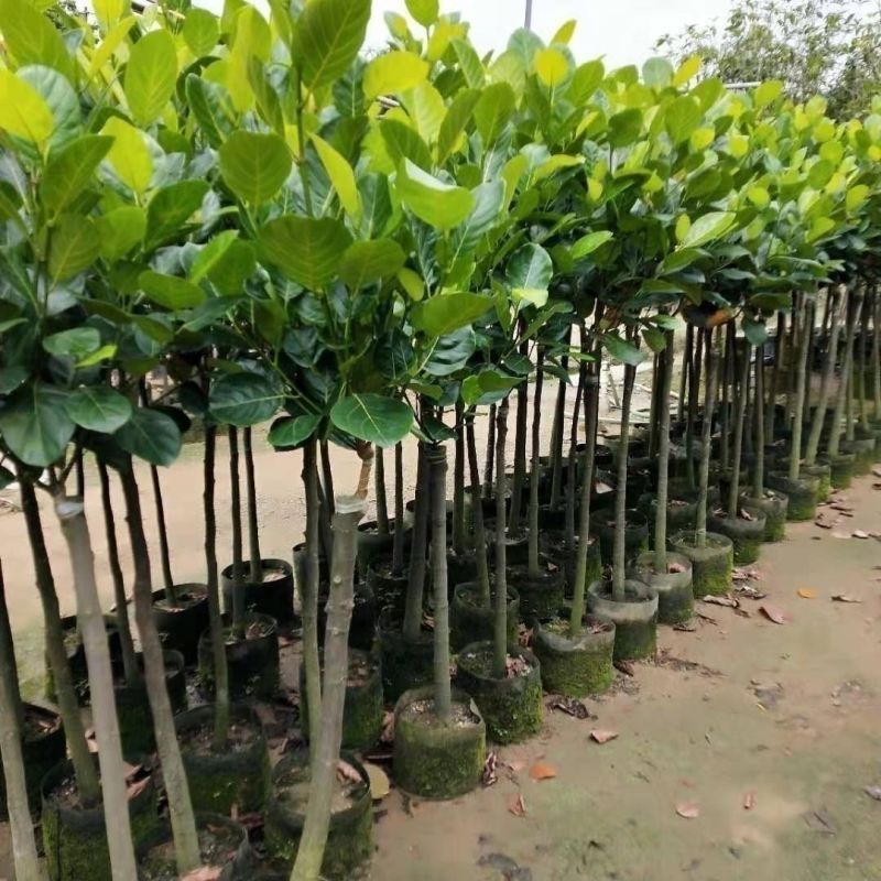 正宗嫁接苗印尼红红肉菠萝蜜树苗带土结果快四季开花地栽包邮