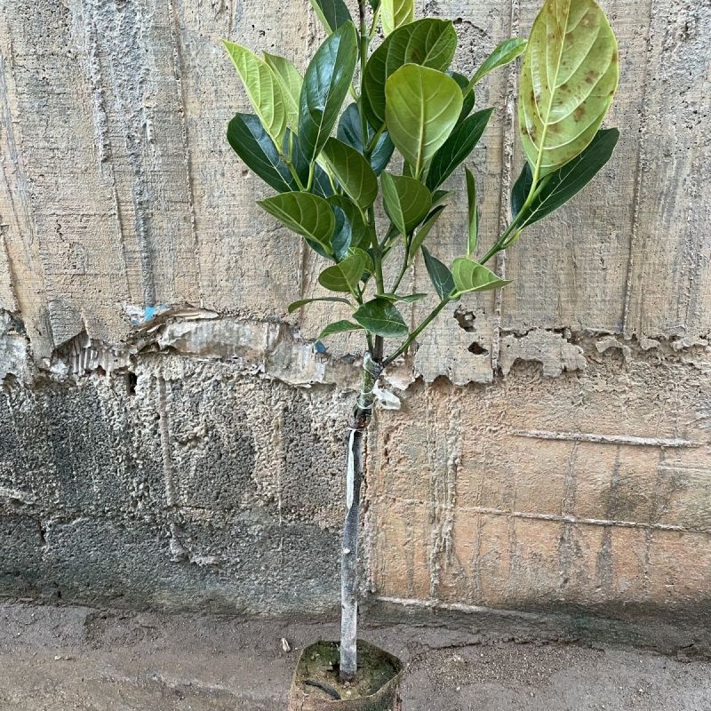 正宗嫁接苗印尼红红肉菠萝蜜树苗带土结果快四季开花地栽包邮