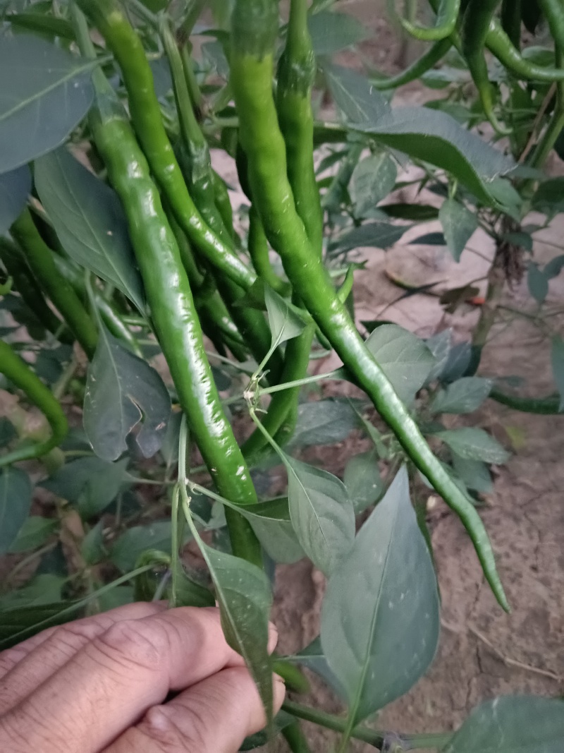 黑线椒