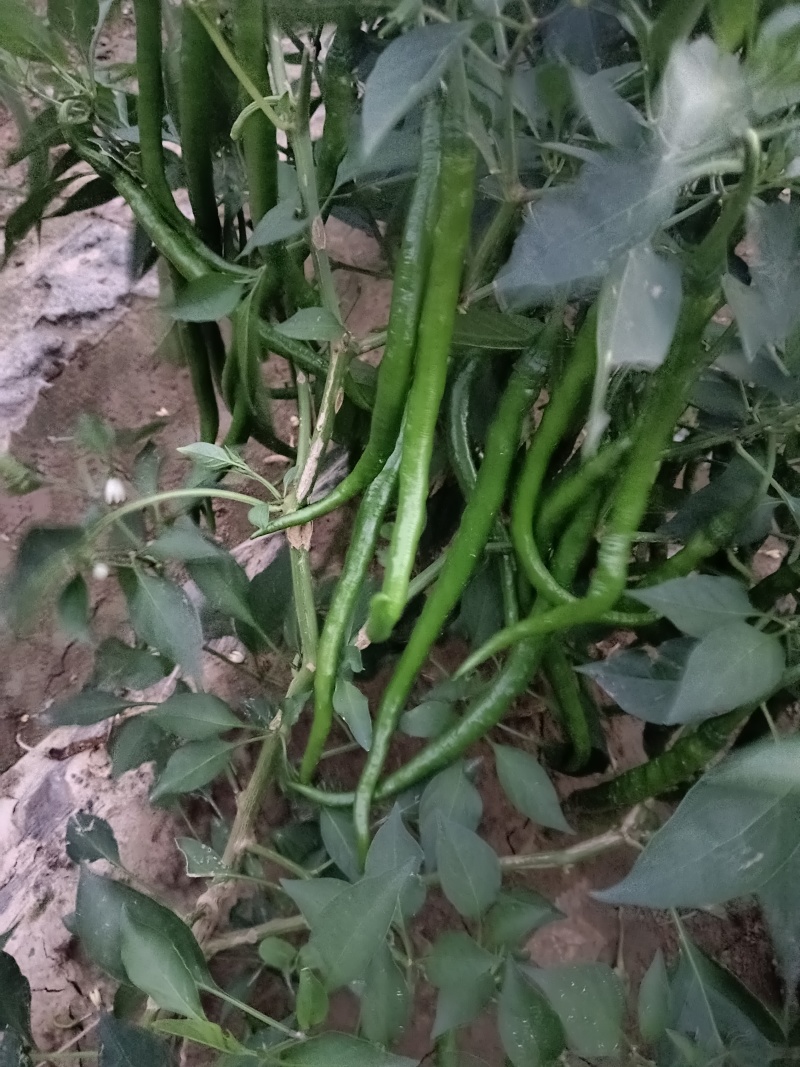 黑线椒