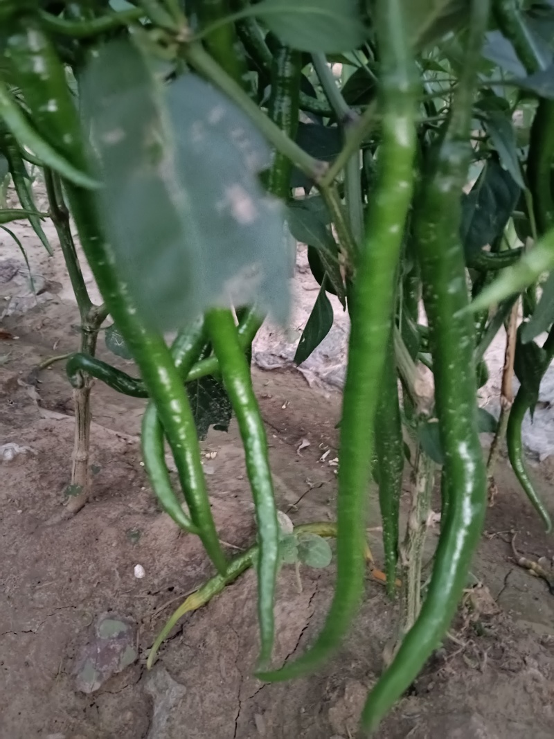 黑线椒
