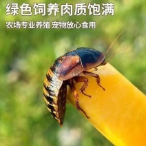 杜比亚蟑螂