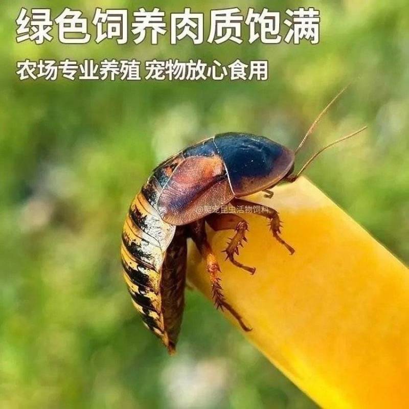 杜比亚蟑螂