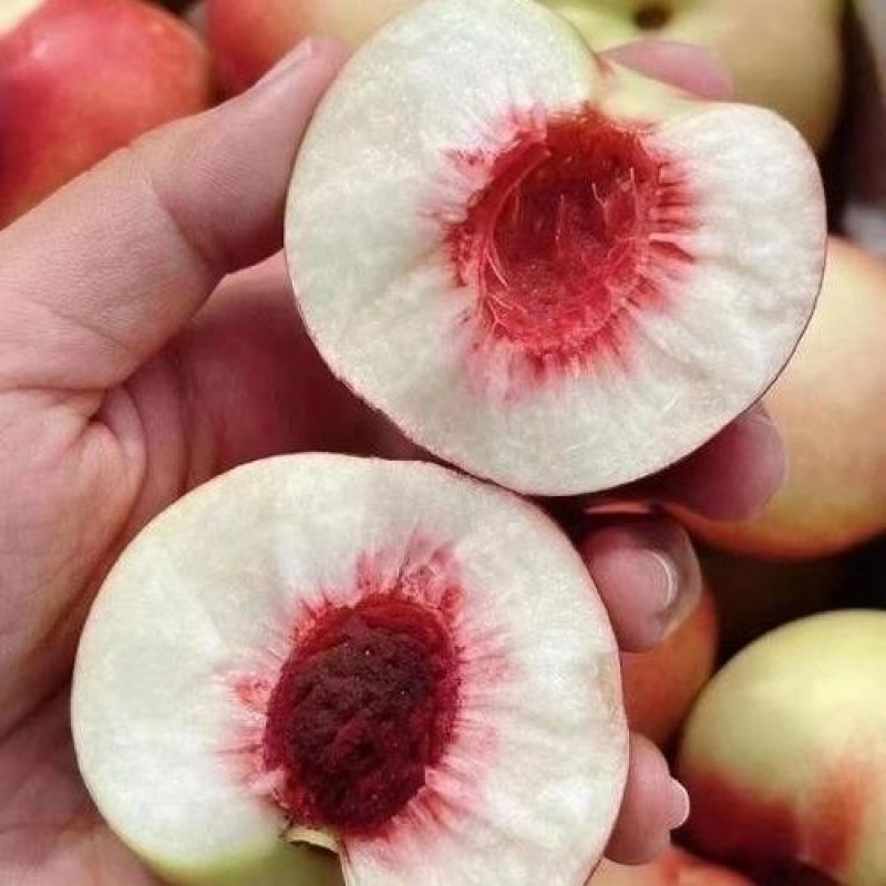 离核珍珠枣油桃大量上市