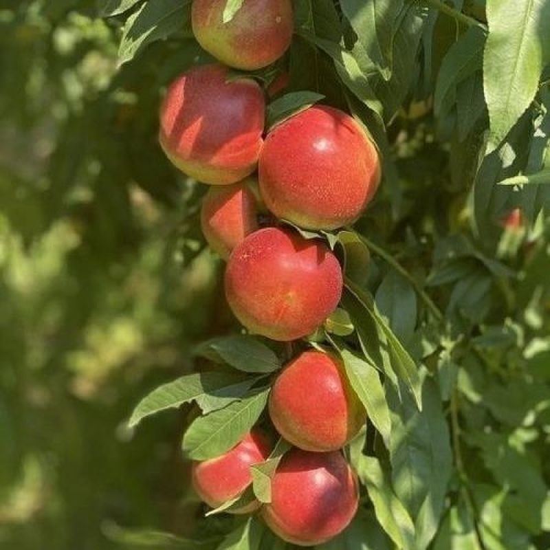 离核珍珠枣油桃大量上市