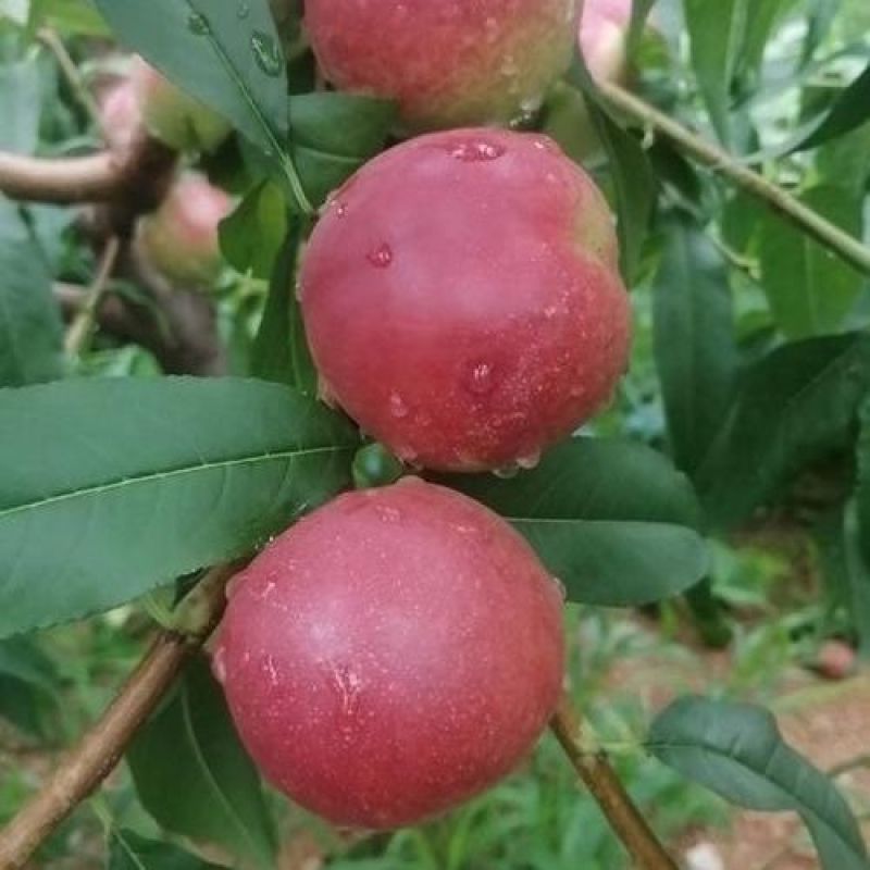离核珍珠枣油桃大量上市