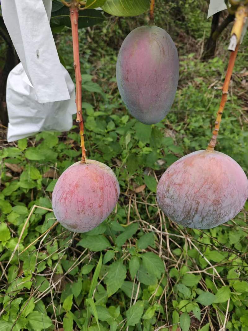 云南高山芒果凯特芒产地直发量大从优香甜多汁