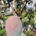 云南高山芒果凯特芒产地直发量大从优香甜多汁